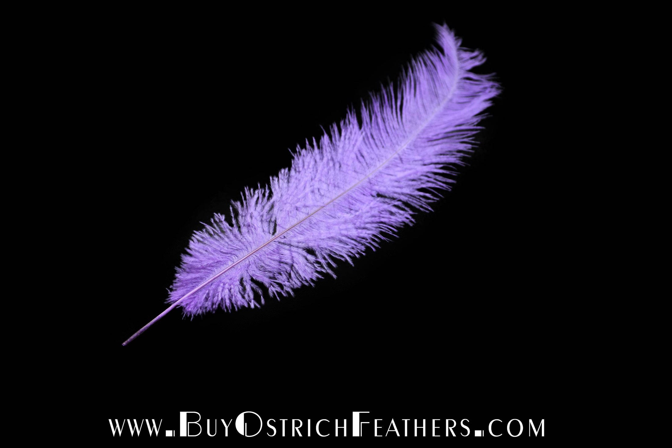 Ostrich Feather Spad Plumes 13-16" (Lavender) - Buy Ostrich Feathers