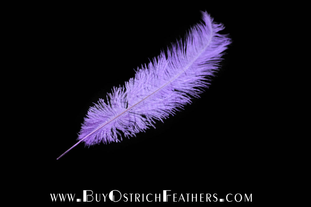 
                  
                    Ostrich Feather Spad Plumes 13-16" (Lavender) - Buy Ostrich Feathers
                  
                