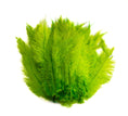 Load image into Gallery viewer, Ostrich Feather Spad Plumes 13-16" (Lime Green) - Buy Ostrich Feathers
