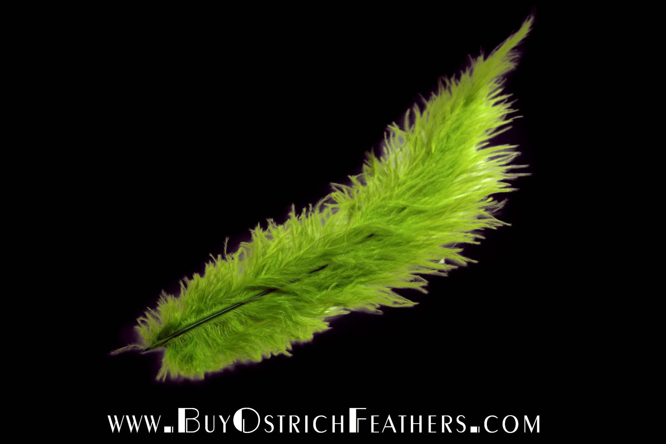 Ostrich Feather Spad Plumes 13-16" (Lime Green) - Buy Ostrich Feathers