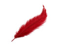 Load image into Gallery viewer, Ostrich Feather Spad Plumes 13-16" (Red) - Buy Ostrich Feathers
