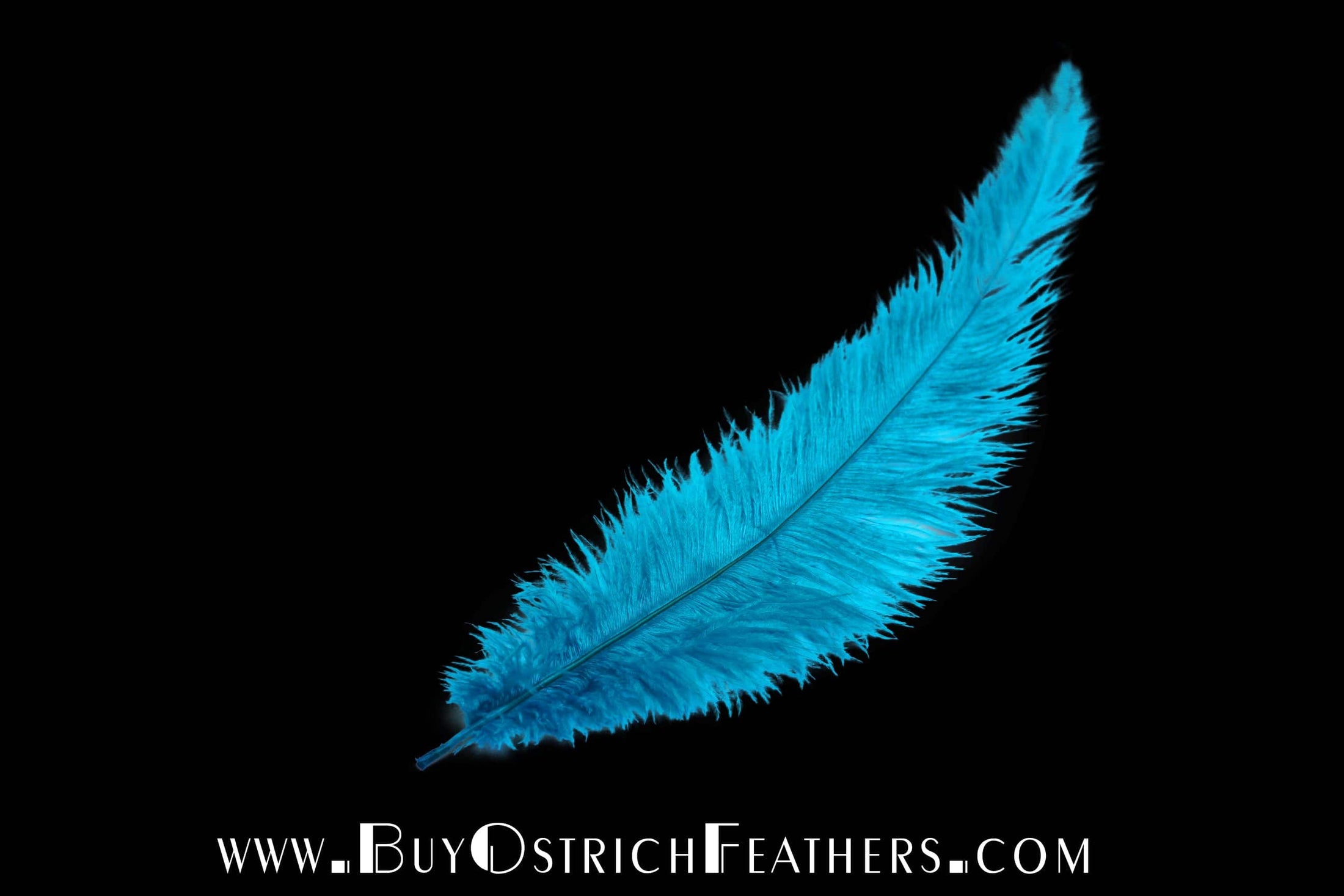 Ostrich Feather Spad Plumes 13-16" (Turquoise) - Buy Ostrich Feathers