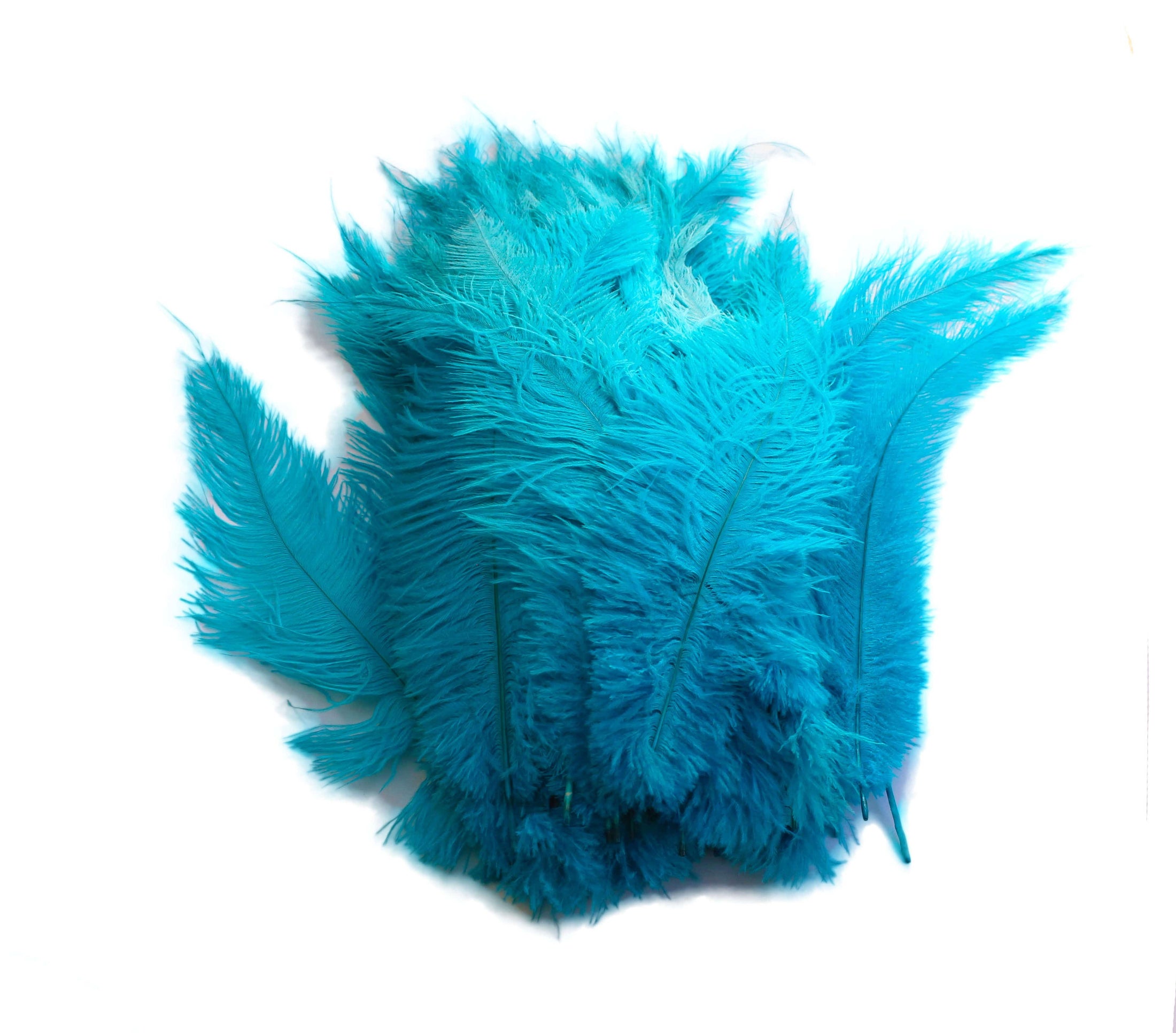 Ostrich Feather Spad Plumes 13-16" (Turquoise) - Buy Ostrich Feathers