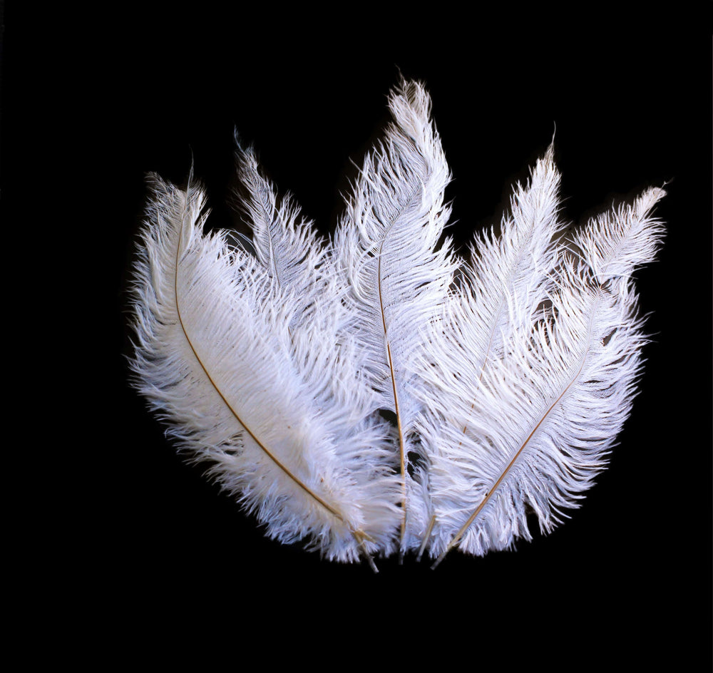 Ostrich Feather Spad Plumes 13-16 (White) for Sale Online