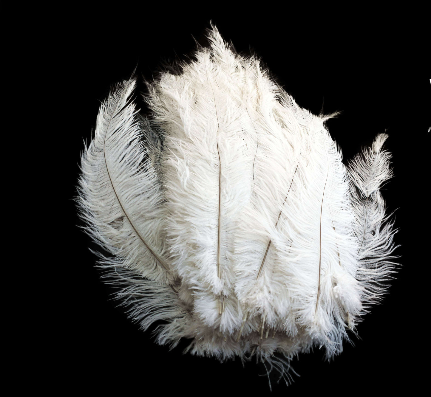 Ostrich Feather Spad Plumes 13-16 (White) for Sale Online