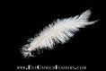 Load image into Gallery viewer, Ostrich Feather Spad Plumes 13-16" (White) - Buy Ostrich Feathers
