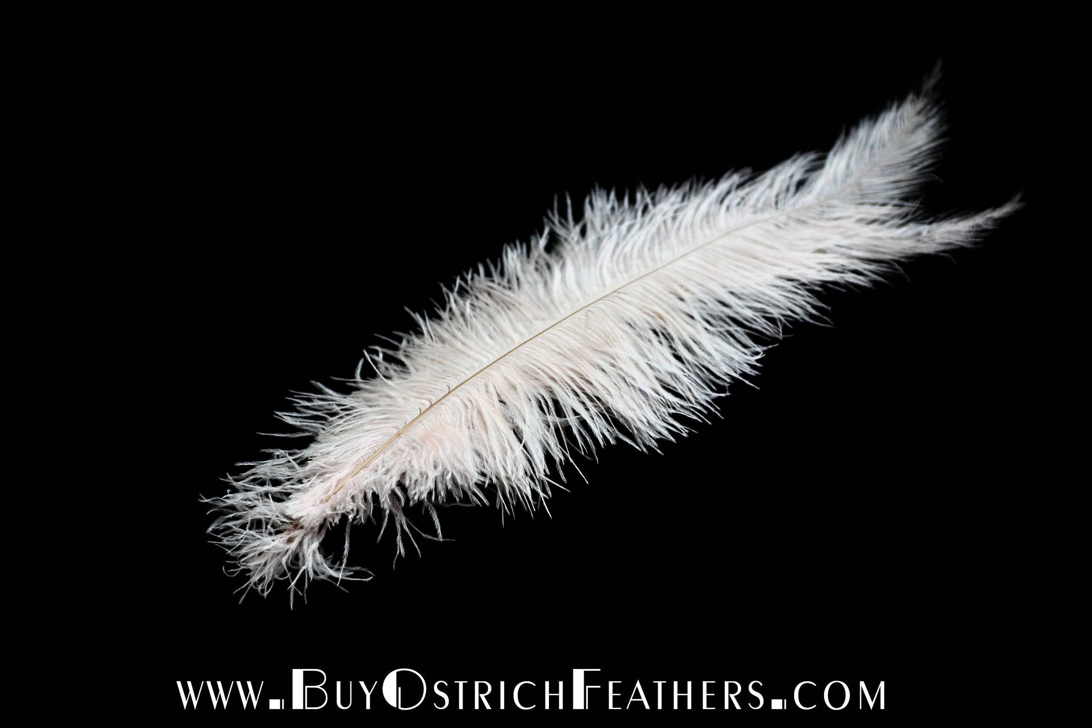 Ostrich Feather Spad Plumes 13-16" (White) - Buy Ostrich Feathers