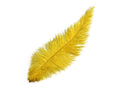 Load image into Gallery viewer, Ostrich Feather Spad Plumes 13-16" (Yellow) - Buy Ostrich Feathers
