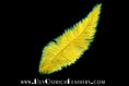 Load image into Gallery viewer, Ostrich Feather Spad Plumes 13-16" (Yellow) - Buy Ostrich Feathers
