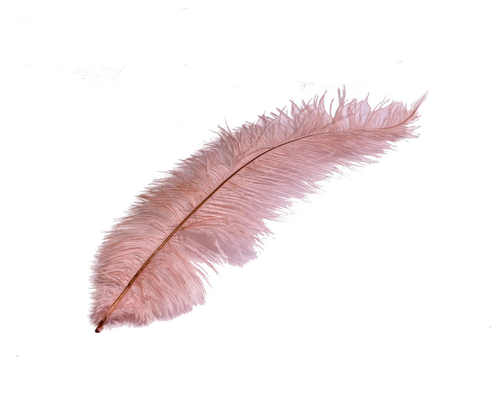 
                  
                    Ostrich Feather Spad Plumes 16-20" (Baby Pink) - Buy Ostrich Feathers
                  
                