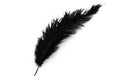 Load image into Gallery viewer, Ostrich Feather Spad Plumes 16-20" (Black) - Buy Ostrich Feathers
