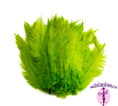 Load image into Gallery viewer, Ostrich Feather Spad Plumes 16-20" (Lime Green) - Buy Ostrich Feathers
