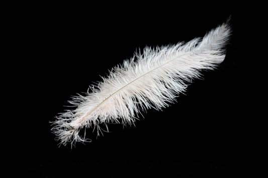 Ostrich Feather Spad Plumes 16-20" (White) - Buy Ostrich Feathers