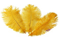 Load image into Gallery viewer, Ostrich Feather Tail Plumes 11-14" (Golden Yellow) - Buy Ostrich Feathers
