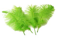 Load image into Gallery viewer, Ostrich Feather Tail Plumes 11-14" (Lime Green) - Buy Ostrich Feathers
