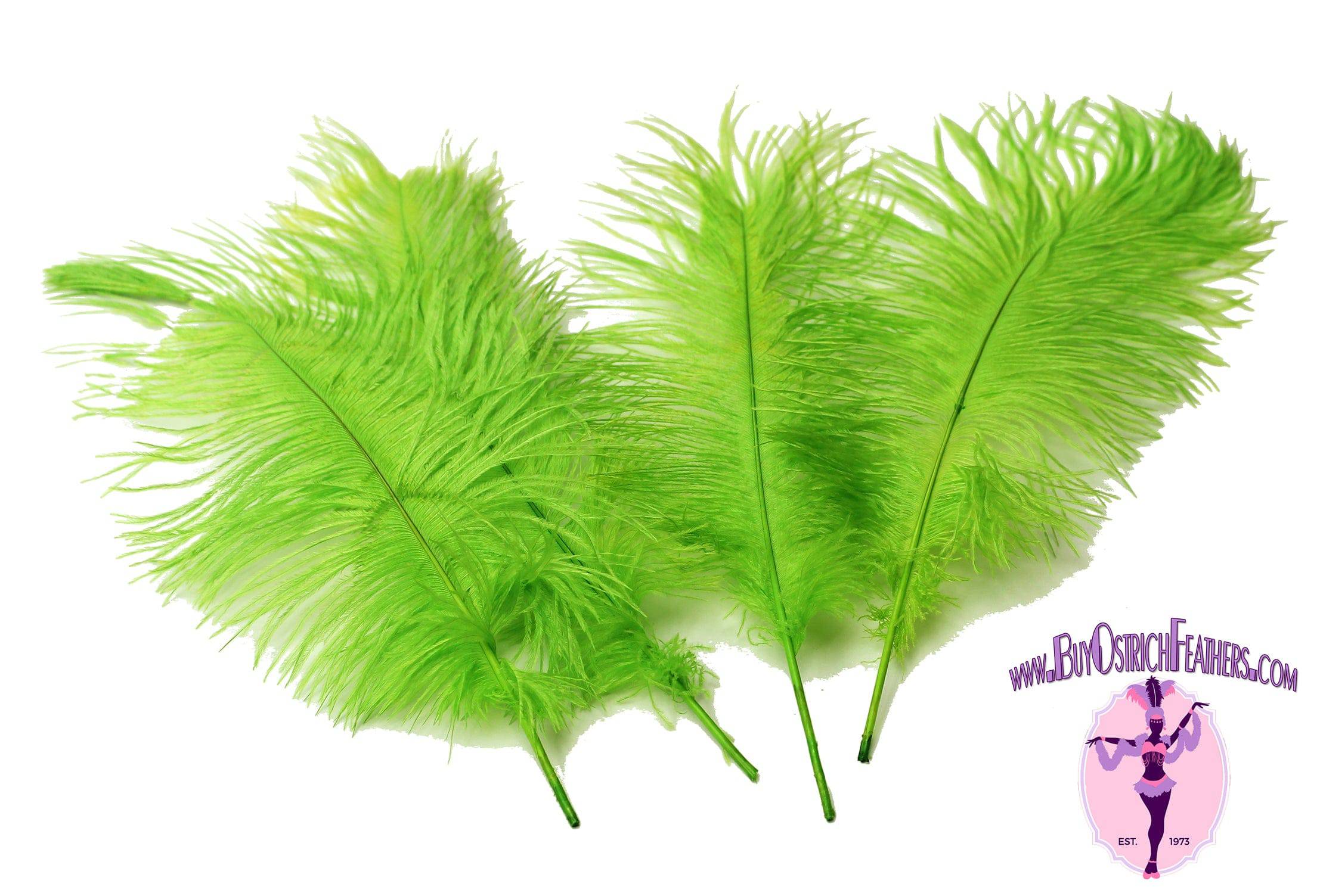 Ostrich Feather Tail Plumes 15-18