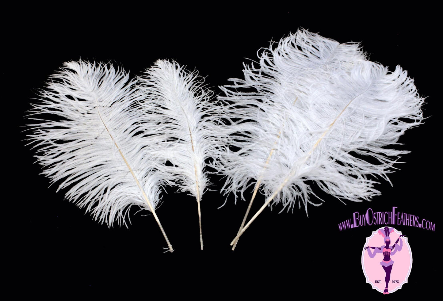 Ostrich Feather Tail Plumes 11-14" (White) - Buy Ostrich Feathers