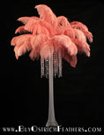 Load image into Gallery viewer, Ostrich Feather Tail Plumes 13-16" (Apricot) - Buy Ostrich Feathers
