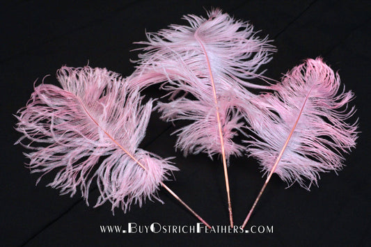 Ostrich Feather Tail Plumes 13-16" (Baby Pink) - Buy Ostrich Feathers