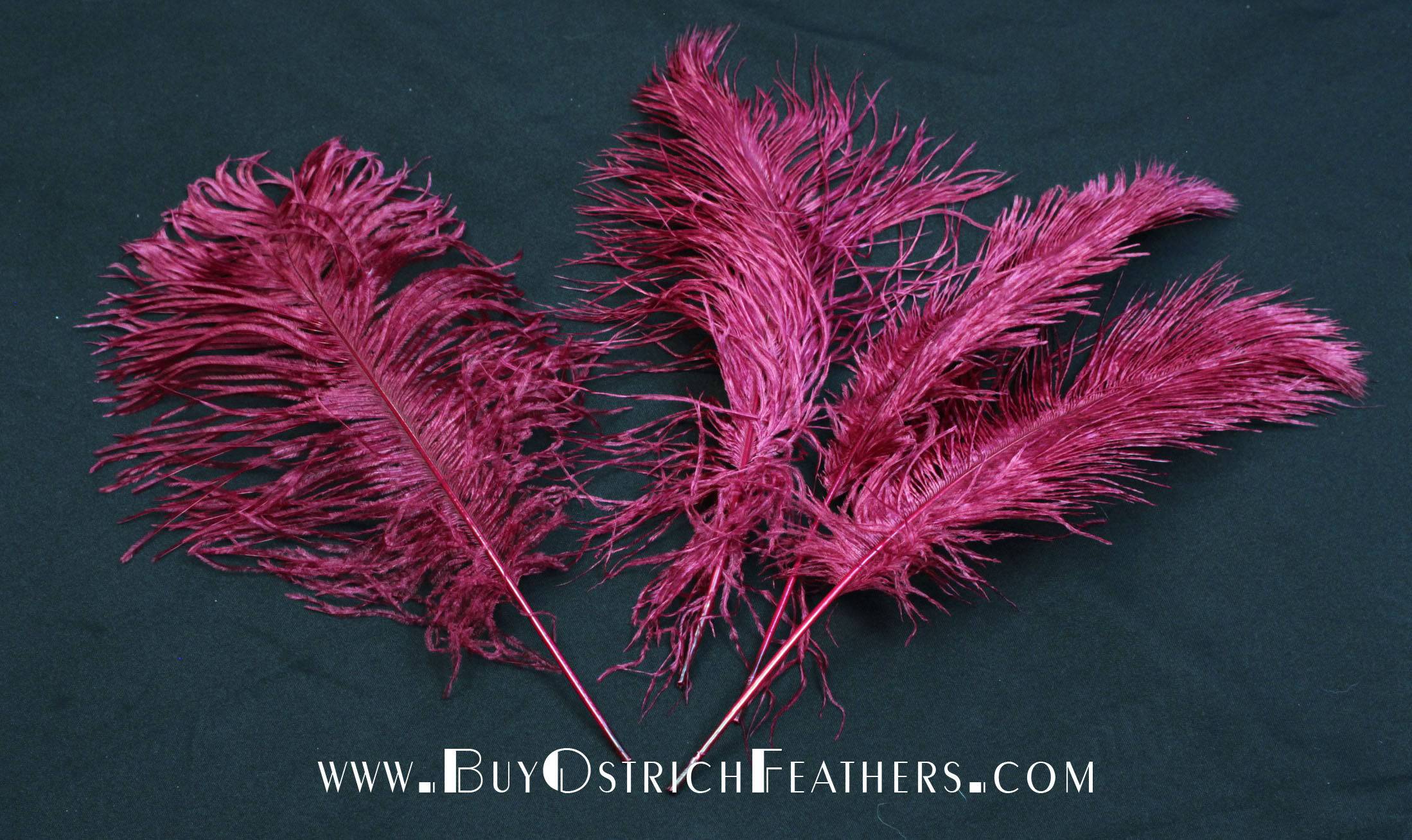 Ostrich Feather Tail Plumes 13-16" (Burgundy) - Buy Ostrich Feathers