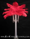 Load image into Gallery viewer, Ostrich Feather Tail Plumes 13-16" (Red) - Buy Ostrich Feathers
