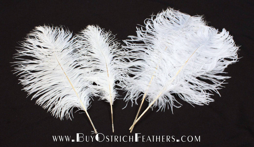 13-15 Fabulous Natural Ostrich Feathers-12PCS - White
