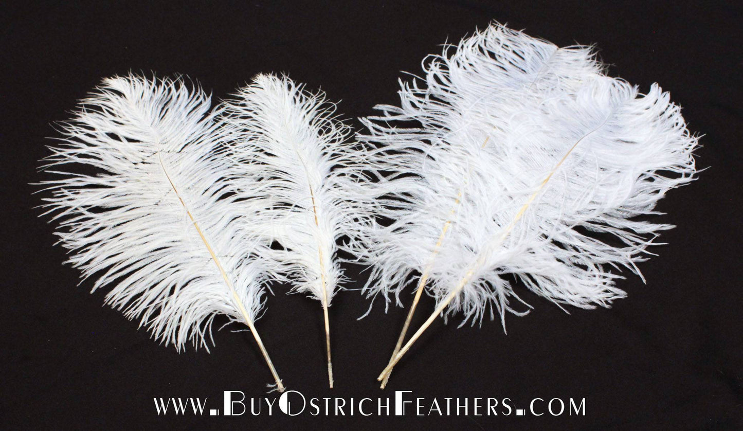 Ostrich Feather Tail Plumes 13-16" (White) - Buy Ostrich Feathers