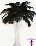 Load image into Gallery viewer, Ostrich Feather Tail Plumes 15-18" (Black) - Buy Ostrich Feathers
