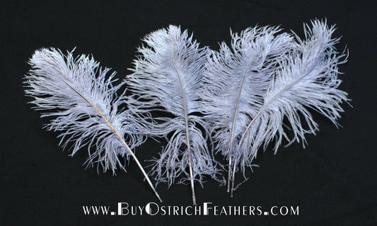 Ostrich Feather Tail Plumes 15-18" (Silver/Grey) - Buy Ostrich Feathers