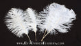 Load image into Gallery viewer, Ostrich Feather Tail Plumes 15-18" (White) - Buy Ostrich Feathers
