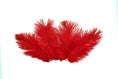 Load image into Gallery viewer, Ostrich Flexible Feathers 13-16" (Red) - Buy Ostrich Feathers
