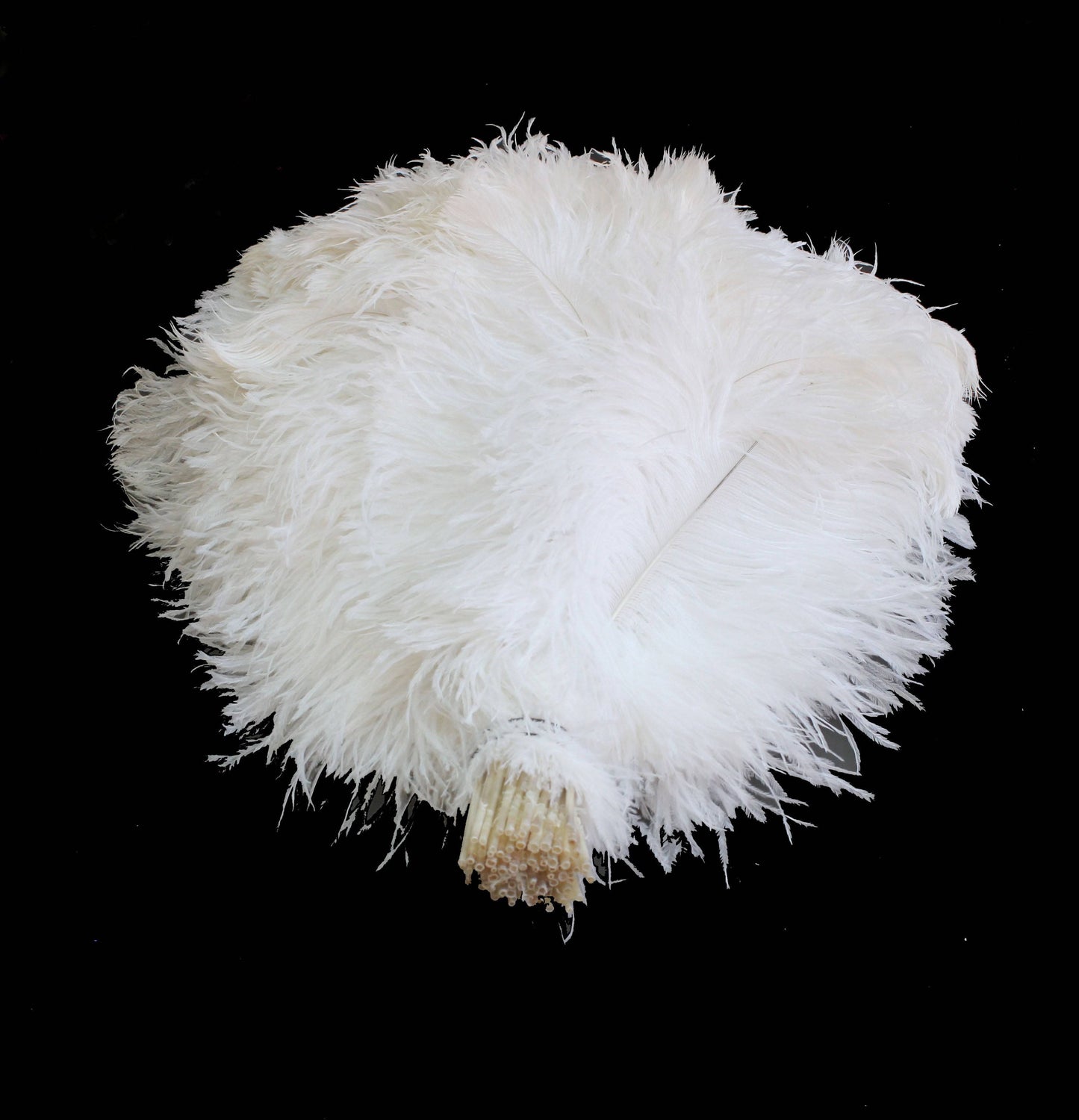 Ostrich Flexible Feathers 13-16" (White) - Buy Ostrich Feathers