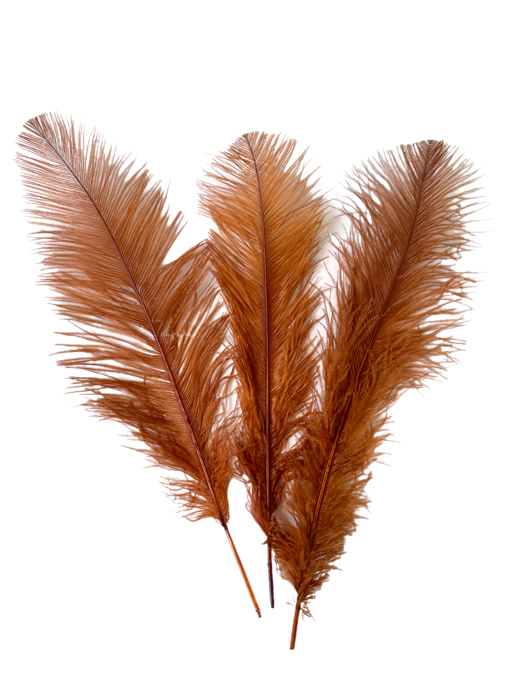 Where to discount buy ostrich feathers