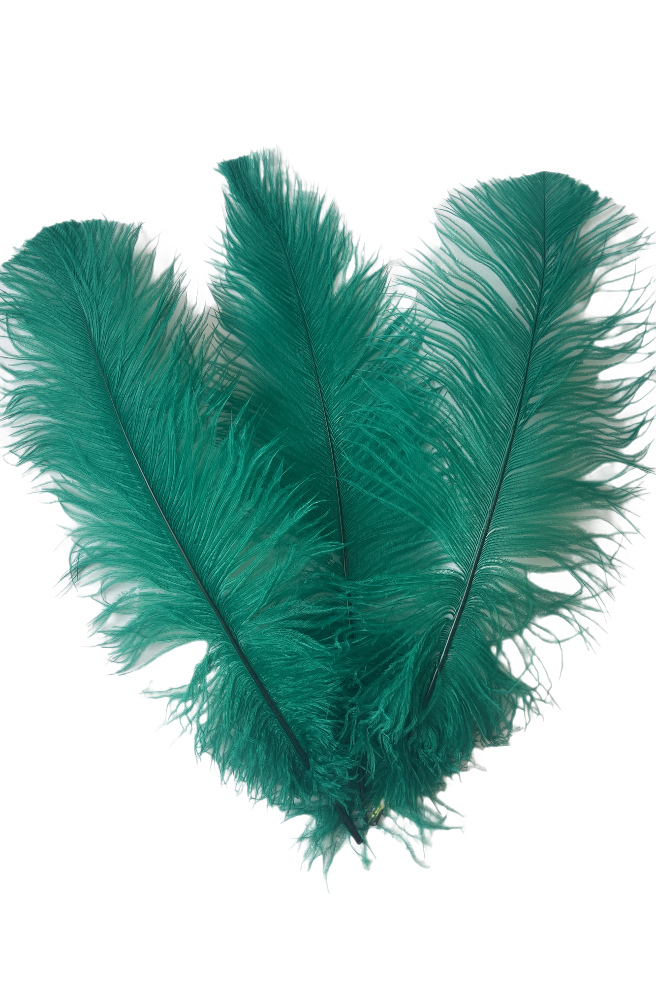 Ostrich Feather Spad Plumes 13-16" (Emerald Green) - Buy Ostrich Feathers