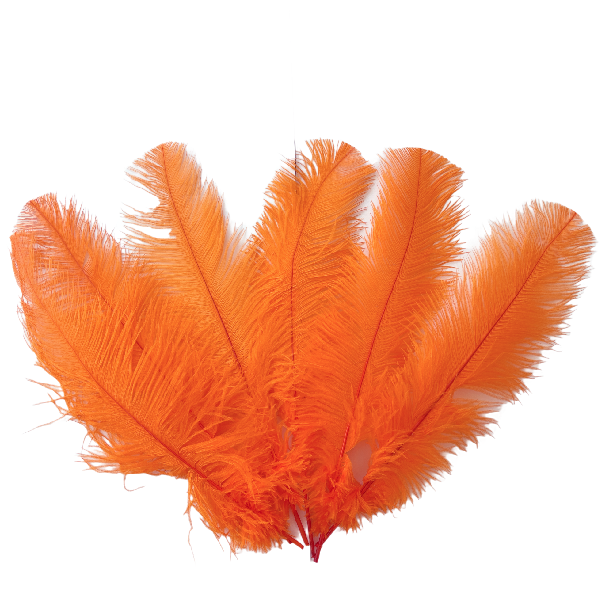 Ostrich Feather Tail Plumes 13-16" (Orange) - Buy Ostrich Feathers