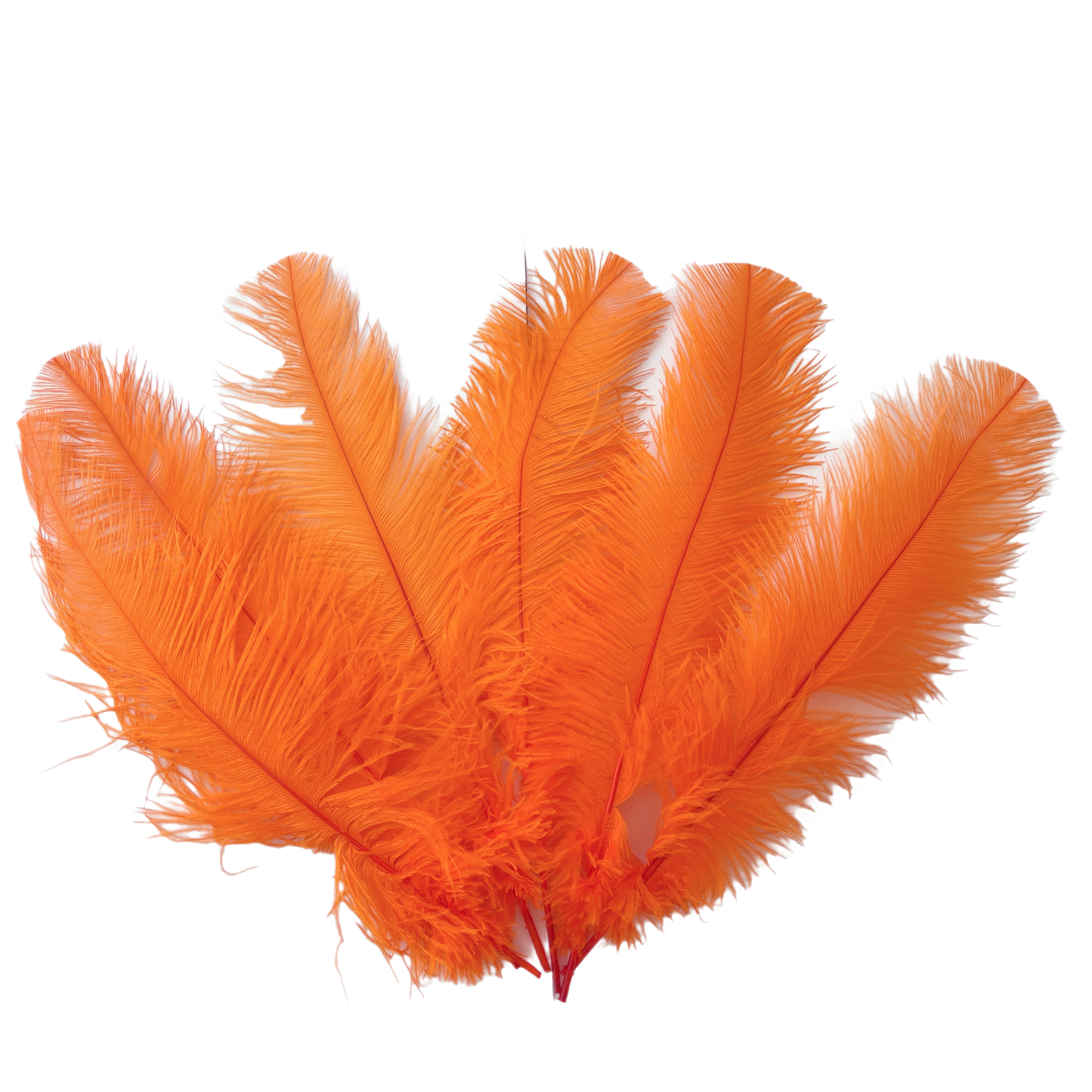 Ostrich Feather Tail Plumes 13-16" (Orange) - Buy Ostrich Feathers
