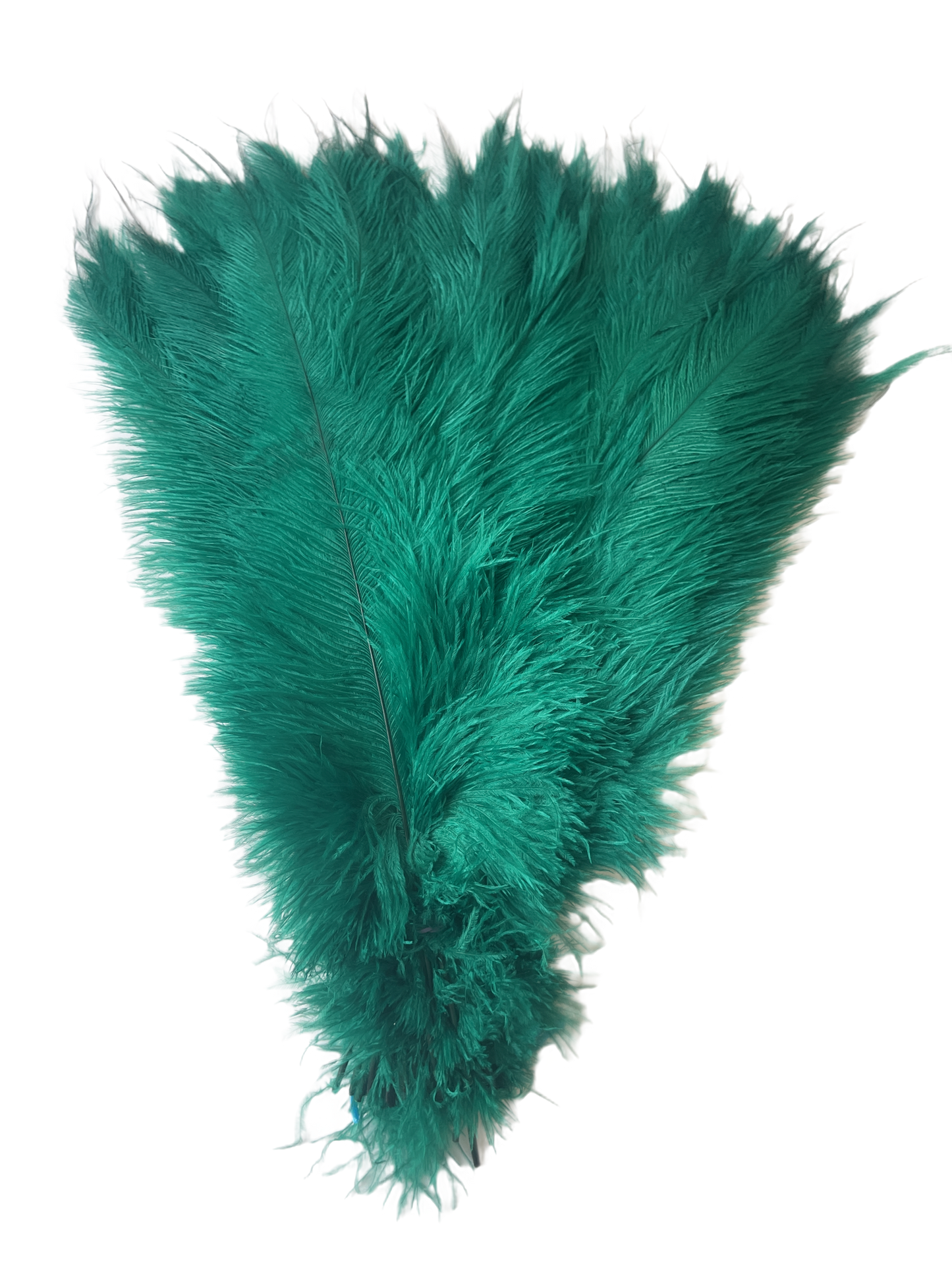 Buy ostrich discount feathers uk